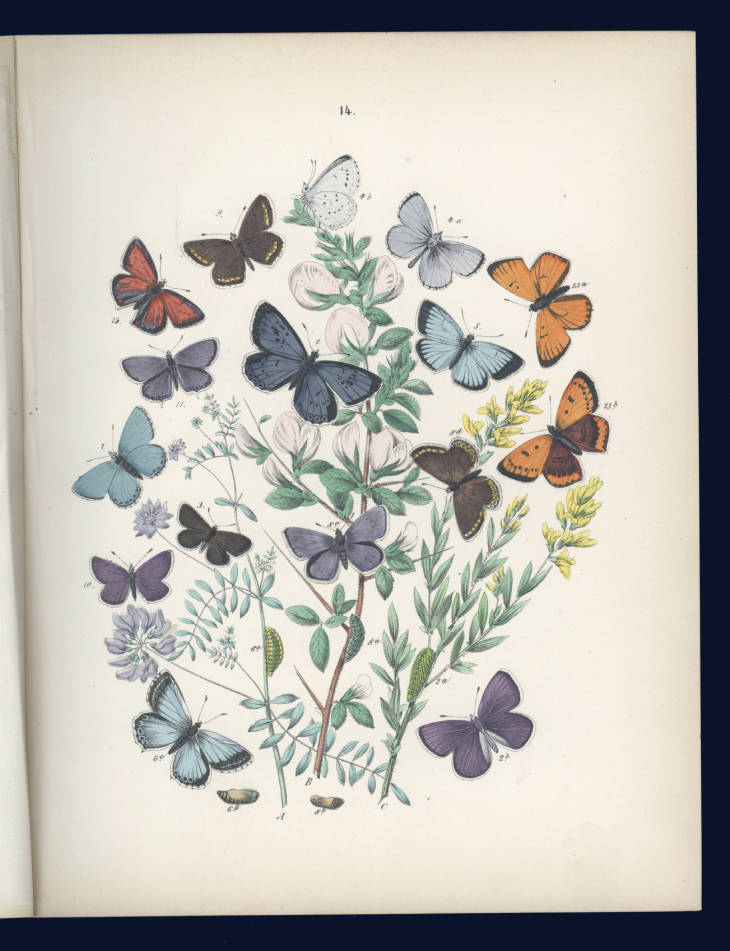 Illustration of Lycaenidae: Polymmatus Euphemus; Polymmatus Cyllarus; Polymmatus Minima; Polymmatus Argiolus; Polymmatus Damon; Polymmatus Corydon; Polymmatus Bellargus; Polymmatus Icarus; Polymmatus Astrarche; Ploymmatus Argus; Polymmatus Argiades