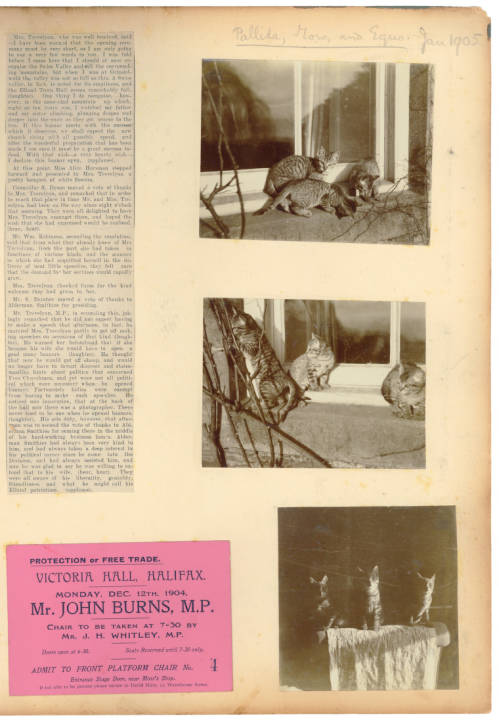 Album page containing photographs of cats, a newspaper clipping and ticket for an event.