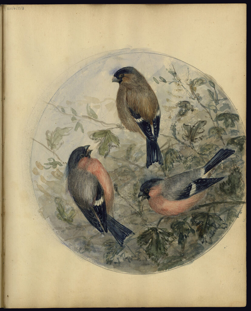 Watercolour illustration of a trio of bullfinches sitting in a bush.
