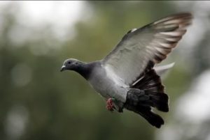 pidgeon
