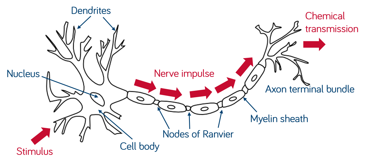 nerves
