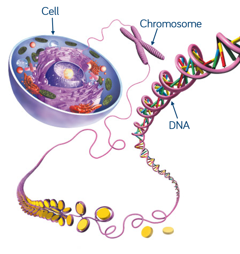 unravelled-dna